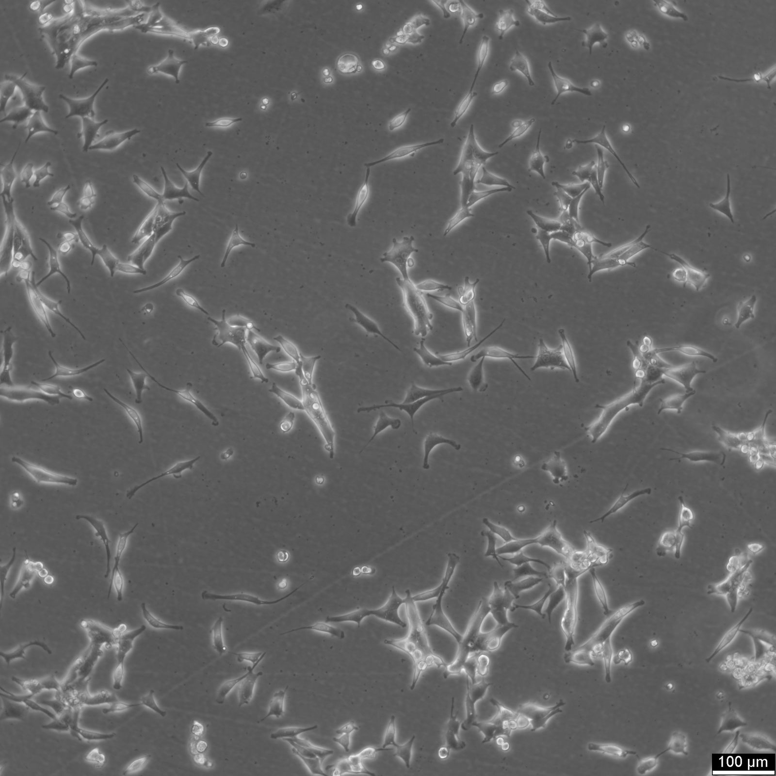 Panc02 Cells Panc02 Cells